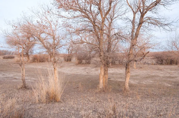 Kazakistan, yalnız ağaç erken baharda bozkırlarında. 