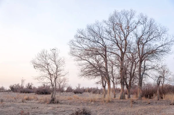 Kazakistan, yalnız ağaç erken baharda bozkırlarında. 