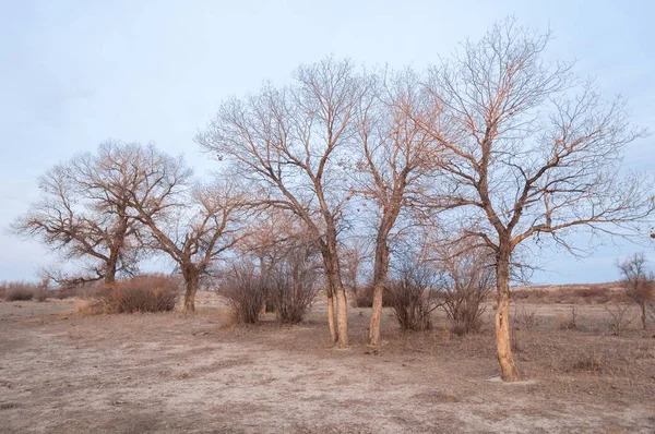 Kazakistan, yalnız ağaç erken baharda bozkırlarında. 