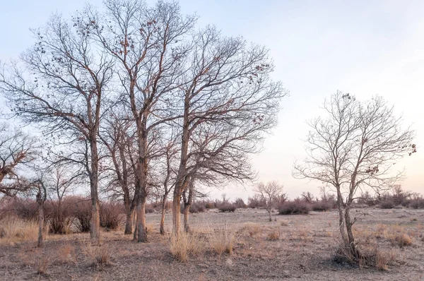 Kazakistan, yalnız ağaç erken baharda bozkırlarında. 