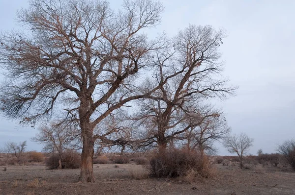 Kazakstanin Arot Yksinäinen Puu Aikaisin Keväällä — kuvapankkivalokuva