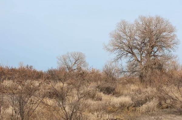 Kazakistan, yalnız ağaç erken baharda bozkırlarında. 