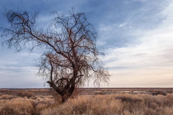 Kazašské Stepi Osamělý Strom Předjaří — Stock fotografie