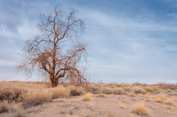 哈萨克斯坦 孤独的树 在早春的大草原 — 图库照片