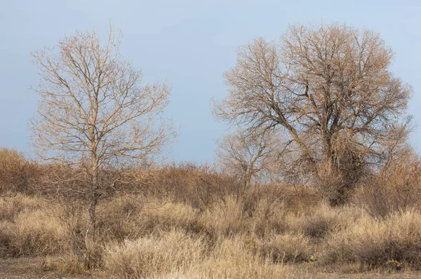 Kazakistan, yalnız ağaç erken baharda bozkırlarında. 