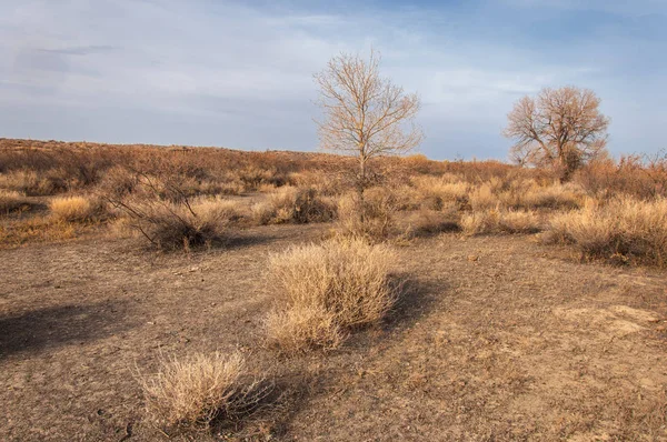 Kazakistan, yalnız ağaç erken baharda bozkırlarında. 