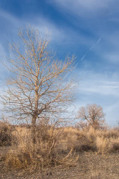 Στέπες Του Καζακστάν Μοναχικό Δέντρο Νωρίς Την Άνοιξη — Φωτογραφία Αρχείου
