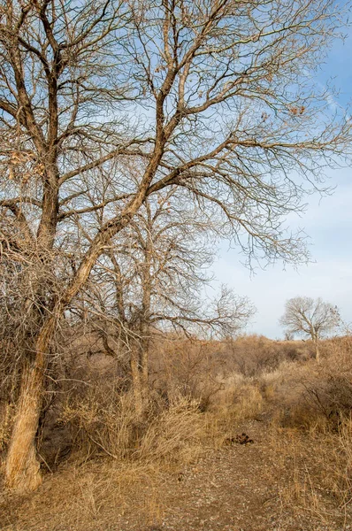 Kazakistan Yalnız Ağaç Erken Baharda Bozkırlarında — Stok fotoğraf