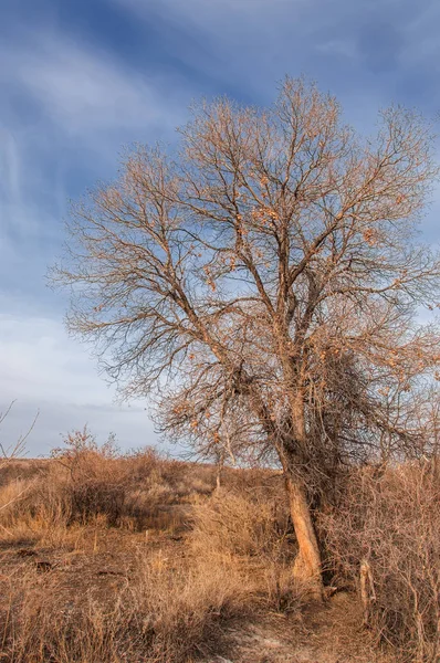 Kazakistan, yalnız ağaç erken baharda bozkırlarında. 