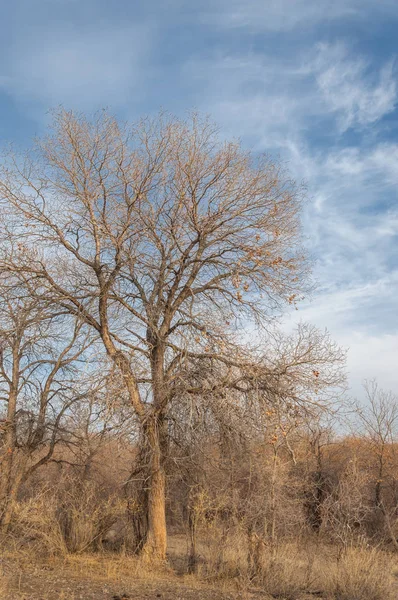 Kazakistan, yalnız ağaç erken baharda bozkırlarında. 