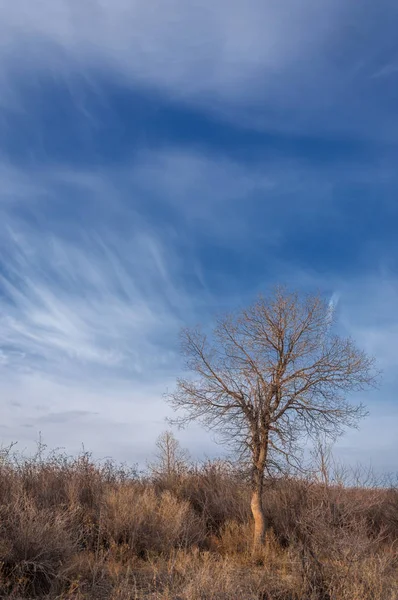 Kazakistan, yalnız ağaç erken baharda bozkırlarında. 