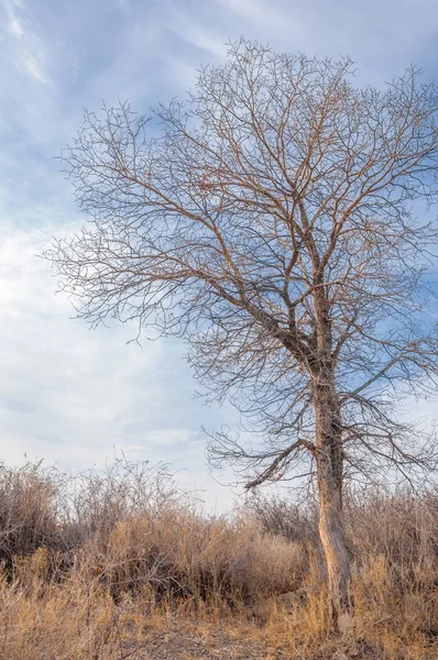 Kazakistan, yalnız ağaç erken baharda bozkırlarında. 