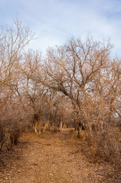 Kazakistan, yalnız ağaç erken baharda bozkırlarında. 