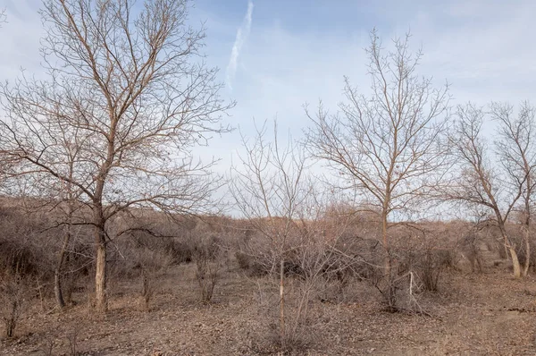 Kazakistan, yalnız ağaç erken baharda bozkırlarında. 
