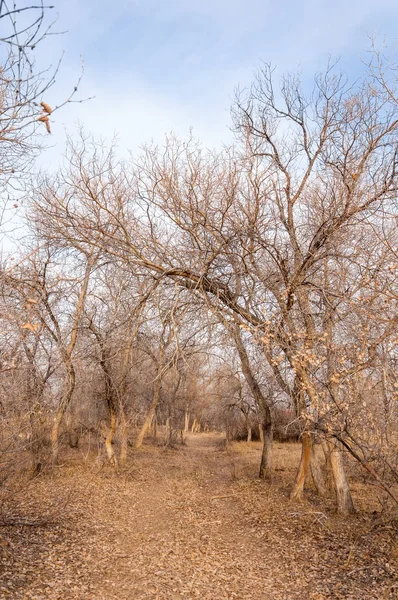 Степи Казахстана Одинокое Дерево Ранней Весной — стоковое фото