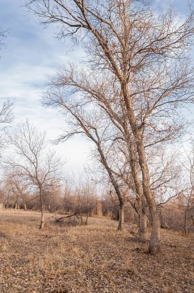Στέπες Του Καζακστάν Μοναχικό Δέντρο Νωρίς Την Άνοιξη — Φωτογραφία Αρχείου