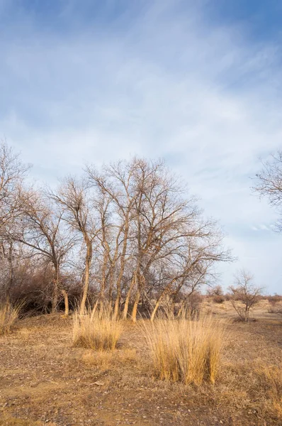 Kazakistan, yalnız ağaç erken baharda bozkırlarında. 