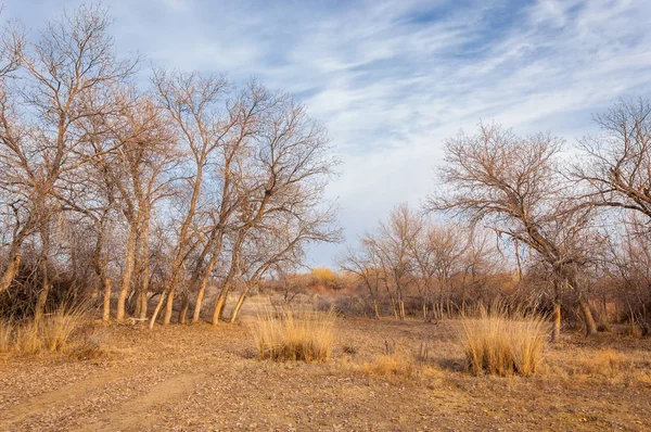 Kazakistan, yalnız ağaç erken baharda bozkırlarında. 