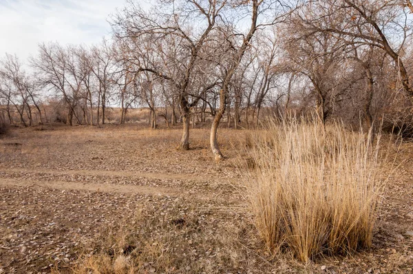 Kazakistan, yalnız ağaç erken baharda bozkırlarında. 