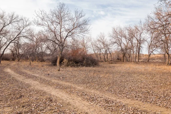 Kazakistan, yalnız ağaç erken baharda bozkırlarında. 