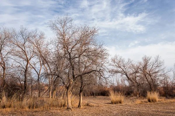 Kazakistan, yalnız ağaç erken baharda bozkırlarında. 