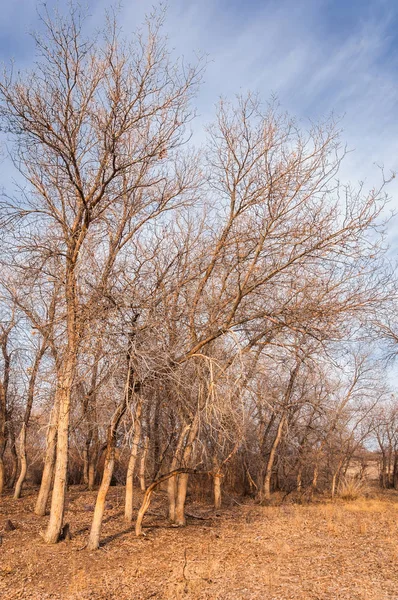 Kazakistan, yalnız ağaç erken baharda bozkırlarında. 