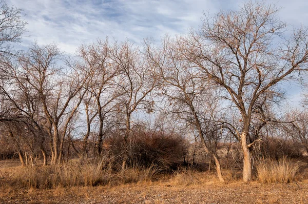 Kazakistan, yalnız ağaç erken baharda bozkırlarında. 