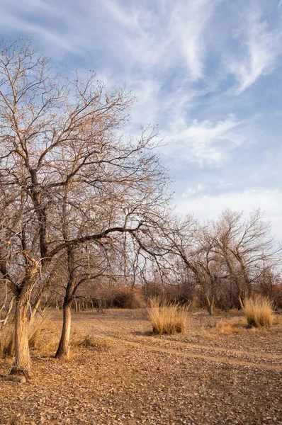 Kazakistan, yalnız ağaç erken baharda bozkırlarında. 