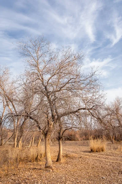 Kazakistan, yalnız ağaç erken baharda bozkırlarında. 