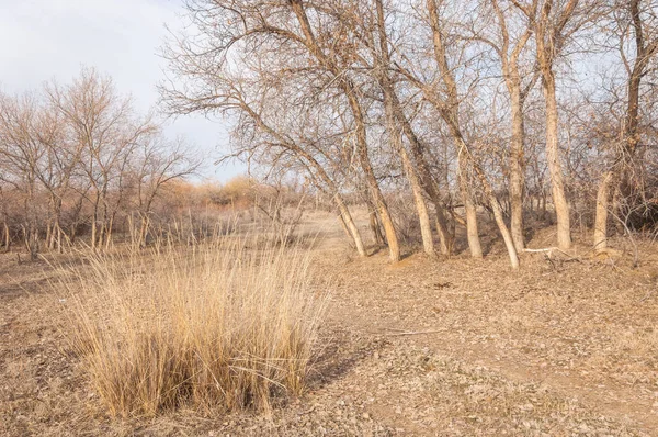 Kazakistan, yalnız ağaç erken baharda bozkırlarında. 