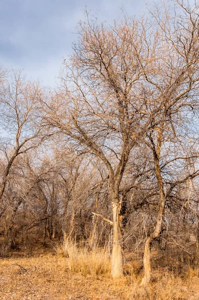 Kazakistan, yalnız ağaç erken baharda bozkırlarında. 
