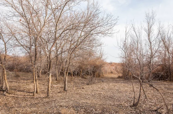Kazakistan, yalnız ağaç erken baharda bozkırlarında. 