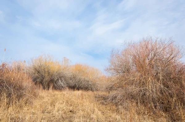 Kazakistan, yalnız ağaç erken baharda bozkırlarında. 