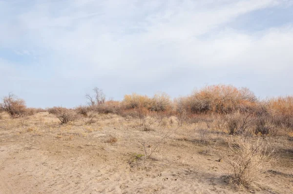 Kazakistan, yalnız ağaç erken baharda bozkırlarında. 