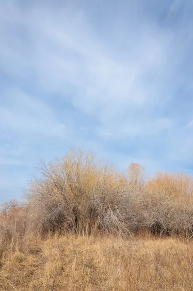 Kazakistan, yalnız ağaç erken baharda bozkırlarında. 