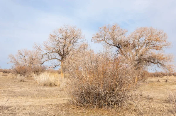 Estepas Kazajstán Árbol Solitario Principios Primavera —  Fotos de Stock