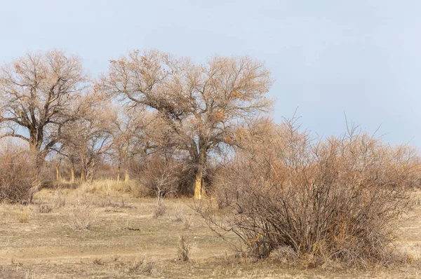 Kazakistan, yalnız ağaç erken baharda bozkırlarında. 