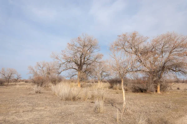 Stäpperna Kazakstan Ensamt Träd Tidigt Våren — Stockfoto