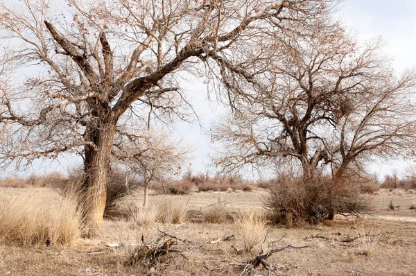 Steppes Kazakhstan Arbre Solitaire Début Printemps — Photo