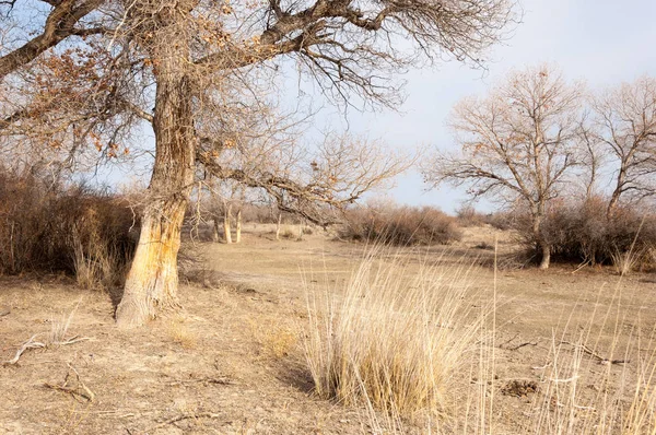 Steppes Kazakhstan Lonely Tree Early Spring — Stock Photo, Image