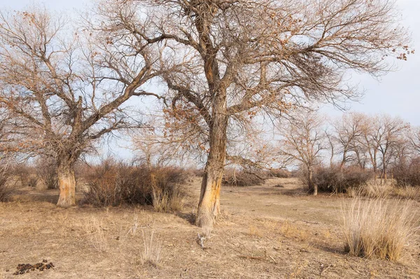 Steppe Del Kazakistan Albero Solitario All Inizio Della Primavera — Foto Stock