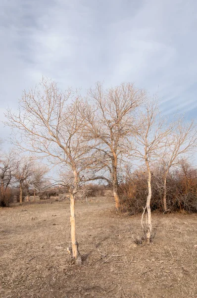 Estepes Cazaquistão Árvore Solitária Início Primavera — Fotografia de Stock