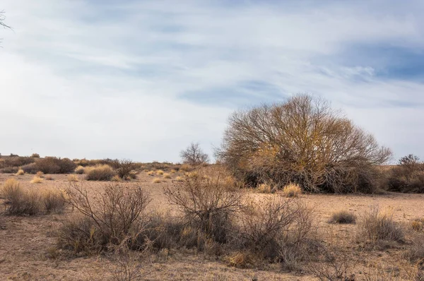 Steppe Van Kazachstan Eenzame Boom Het Vroege Voorjaar — Stockfoto