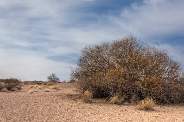 Steppes Kazakhstan Arbre Solitaire Début Printemps — Photo