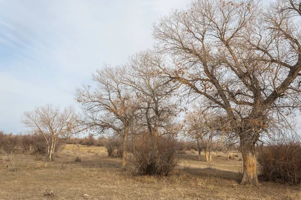 Estepes Cazaquistão Árvore Solitária Início Primavera — Fotografia de Stock