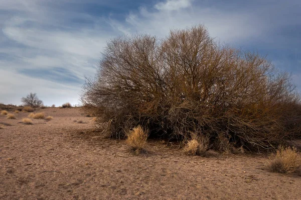 Steppes Kazakhstan Lonely Tree Early Spring — Stock Photo, Image