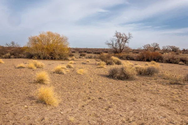 Steppe Del Kazakistan Albero Solitario All Inizio Della Primavera — Foto Stock