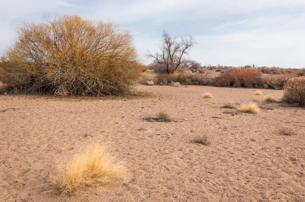 Kazakistan, yalnız ağaç erken baharda bozkırlarında. 