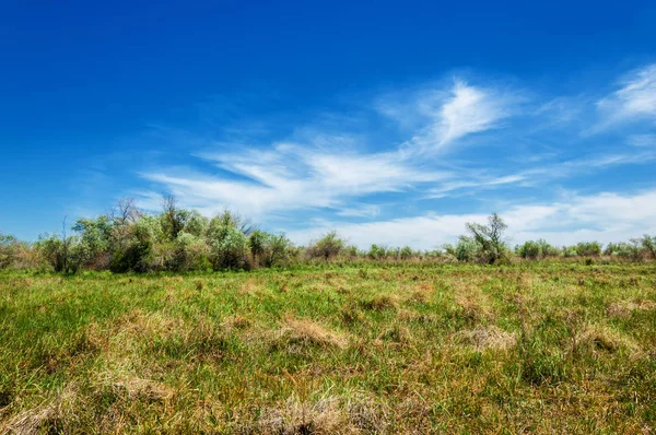 Степ Prairie Вельд Veldt Велика Площа Плоских Unforested Пасовища Південно — стокове фото