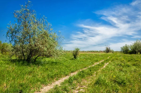 bozkır, çayır, veld, veldt. Güneydoğu Avrupa ve Sibirya düz unforested otlak geniş bir alanda.